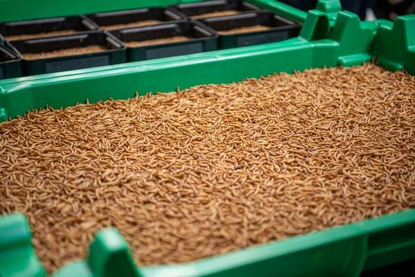 Mącznik młynarek hodowany w plastikowych pojemnikach na zamówienie od Utz